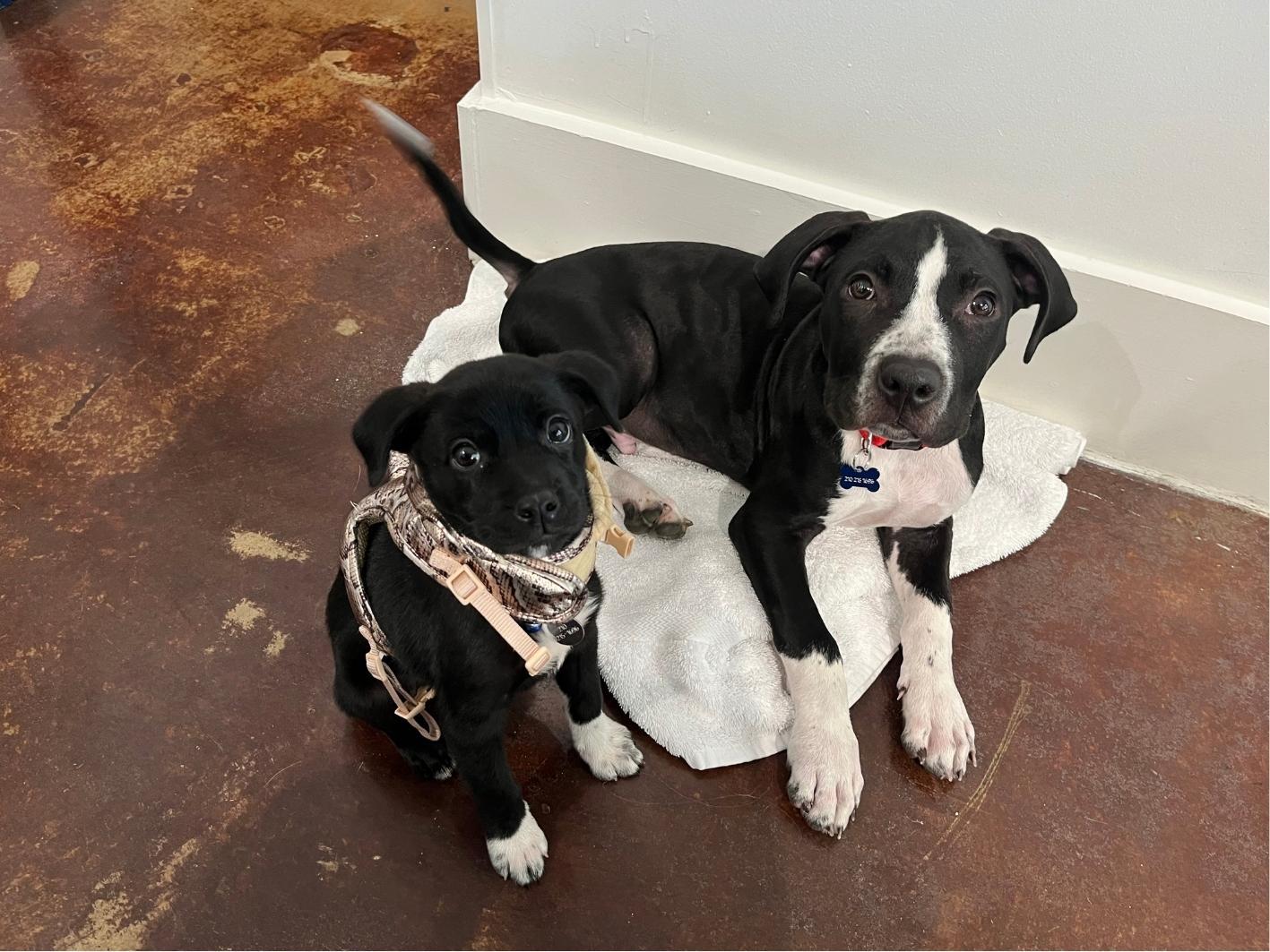 Enlarge American Pie, a Adoptable mixed breed in San Antonio, TX image 4/5