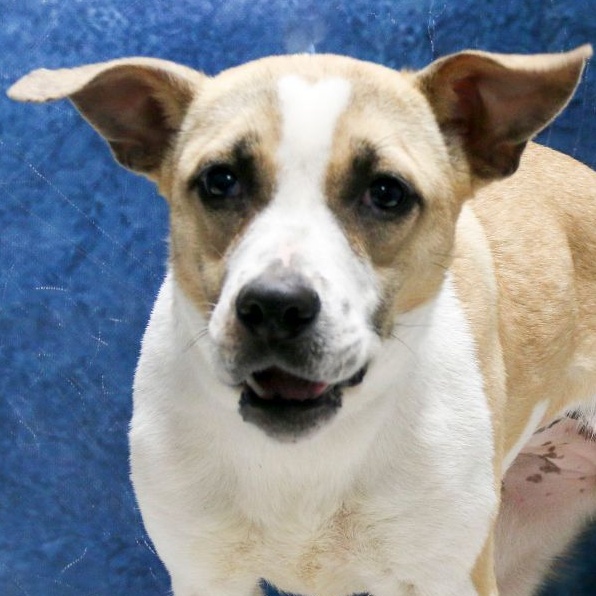 Enlarge Lyrica, a Adoptable Mixed Breed in Casa Grande, AZ image 1/4