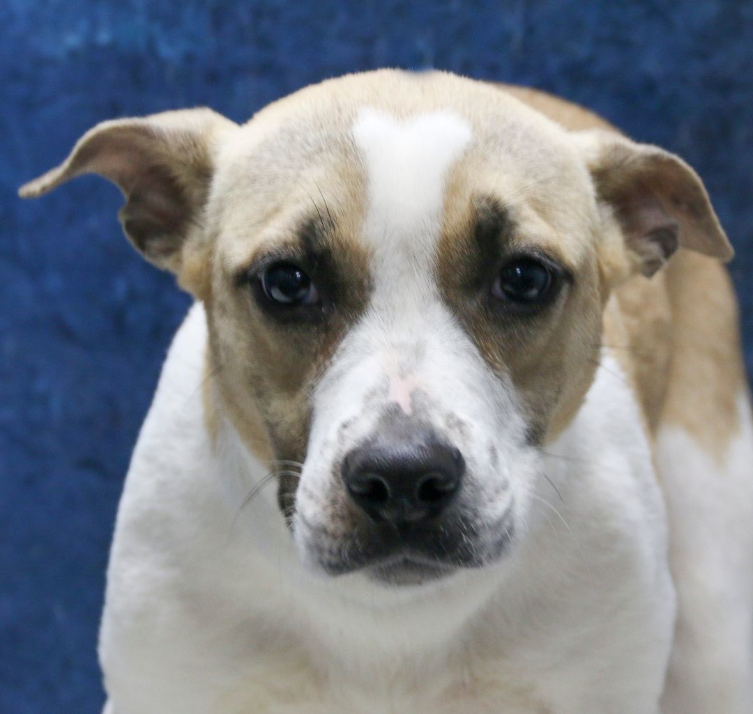 Enlarge Lyrica, a Adoptable Mixed Breed in Casa Grande, AZ image 2/4