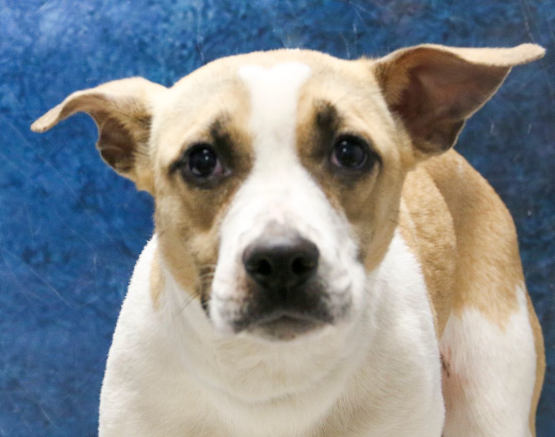 Enlarge Lyrica, a Adoptable Mixed Breed in Casa Grande, AZ image 3/4