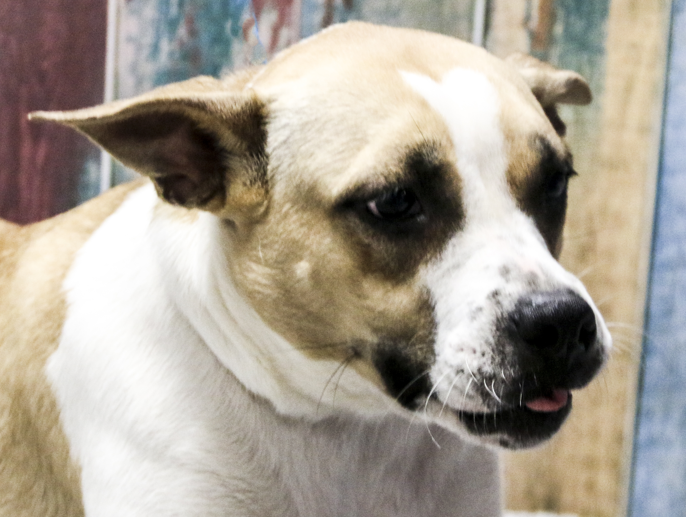 Enlarge Lyrica, a Adoptable Mixed Breed in Casa Grande, AZ image 4/4