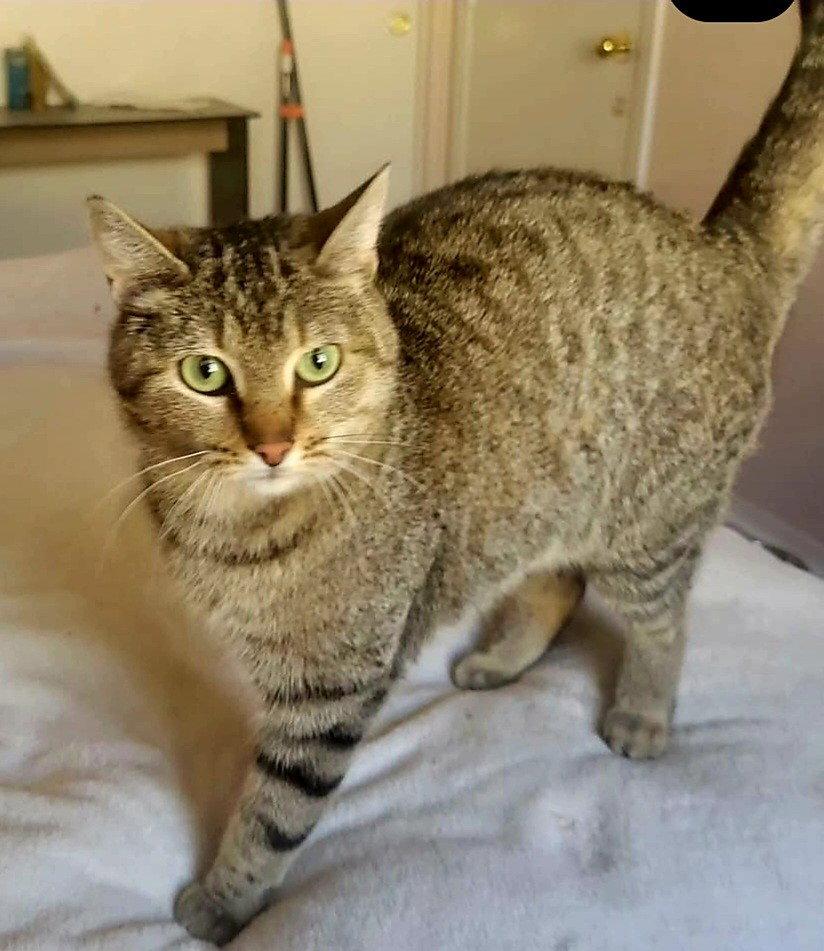 Noppie, Adoptable, Young Female Domestic Medium Hair & Tabby.