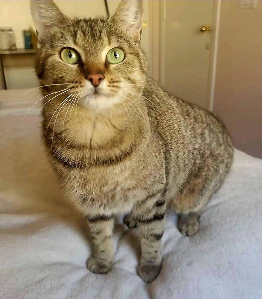 Noppie, a Adoptable mixed breed in Glendale, AZ image 2/3