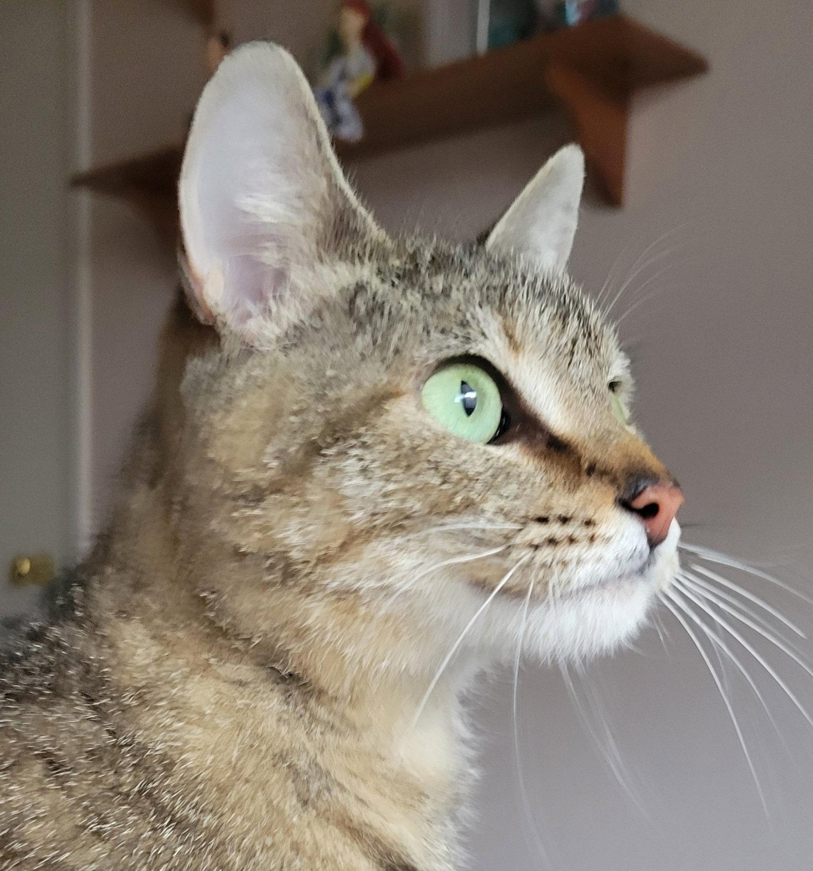 Noppie, a Adoptable mixed breed in Glendale, AZ image 3/3