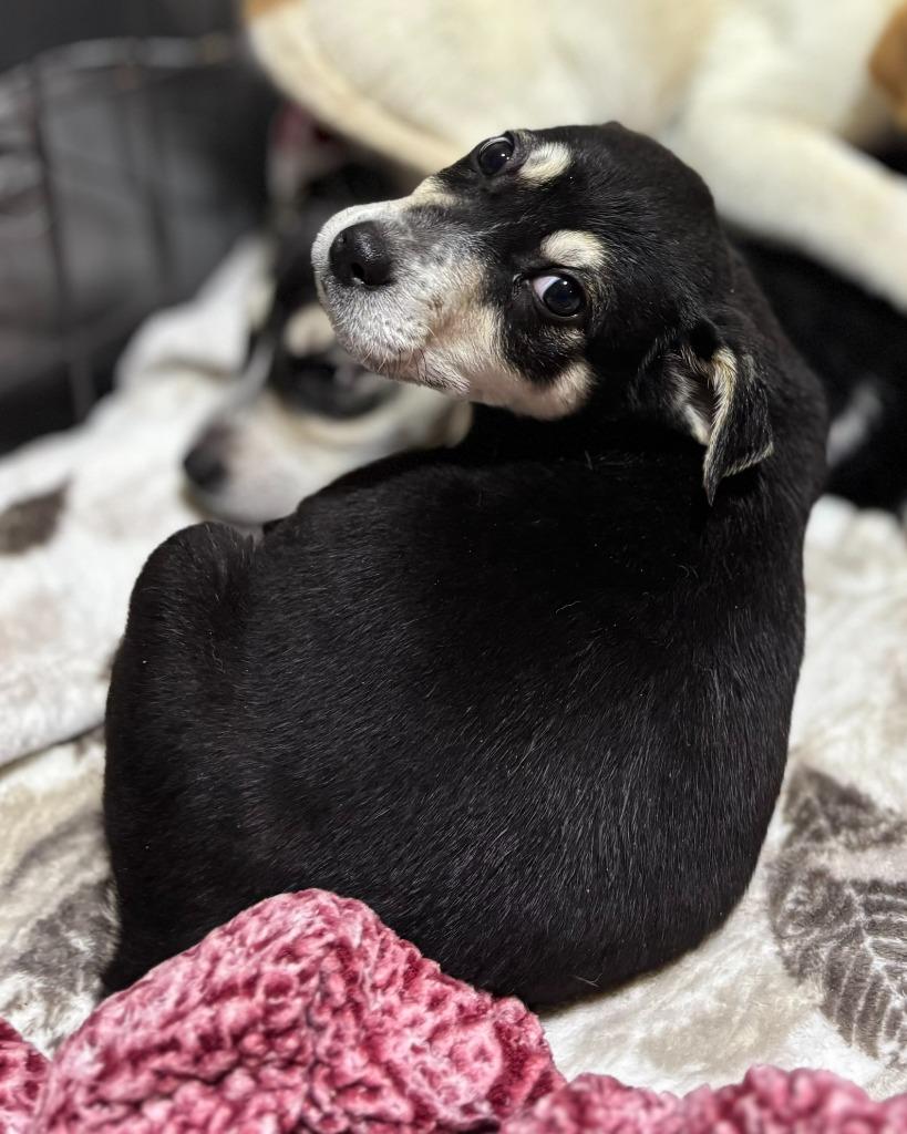 Fancy, Adoptable, Puppy Female Australian Shepherd & Border Collie.