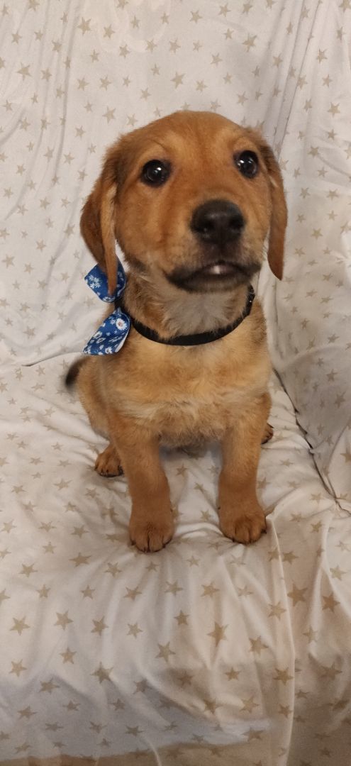 Joey , Adopted, Puppy Male Golden Retriever.