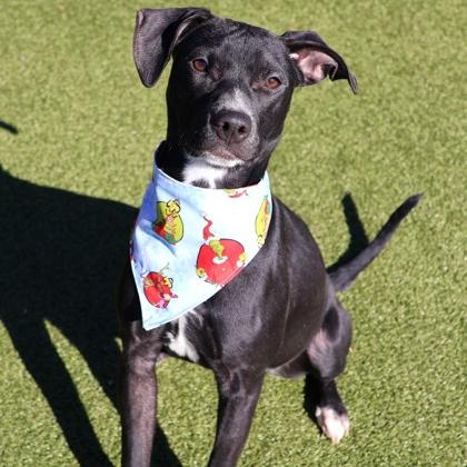 Zara — thumbnail 2