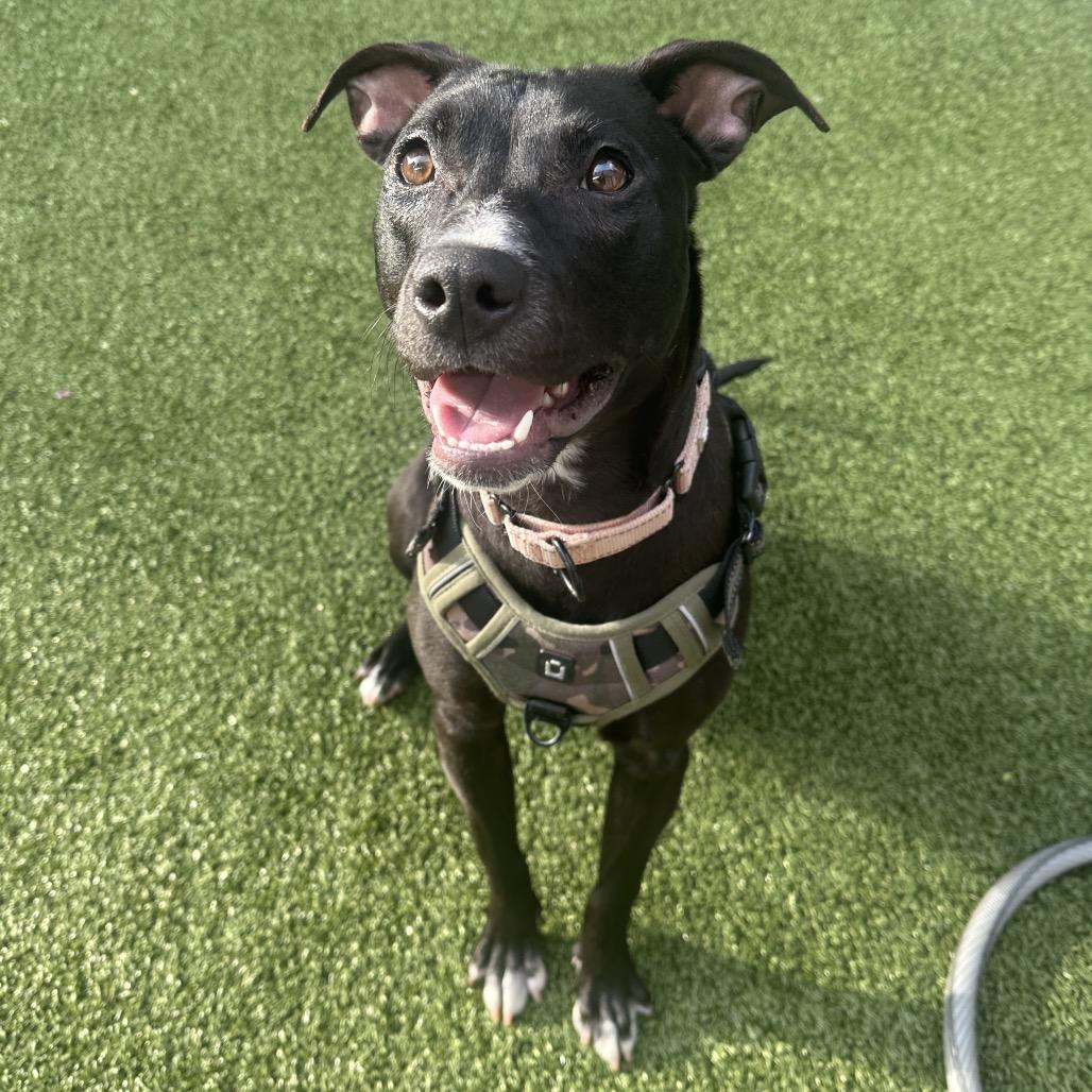 Zara — thumbnail 3