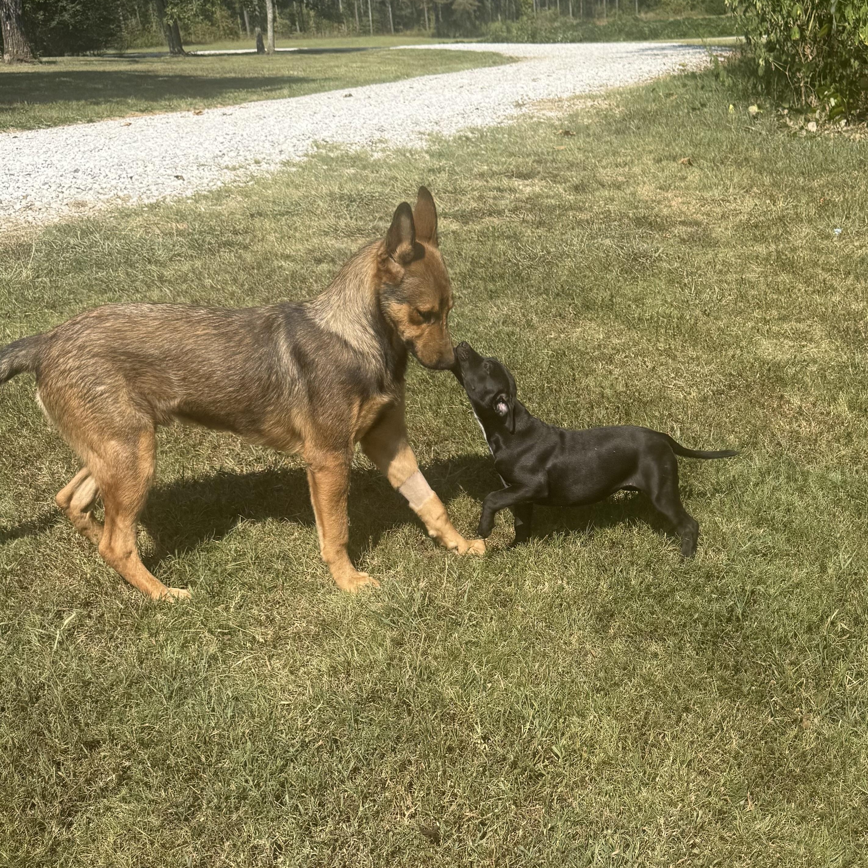 Enlarge Scoobie Too, a Adopted mixed breed in Chalfont, PA image 4/6