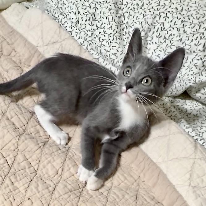 Enlarge Tia, a Adopted mixed breed in Bothell, WA image 2/6