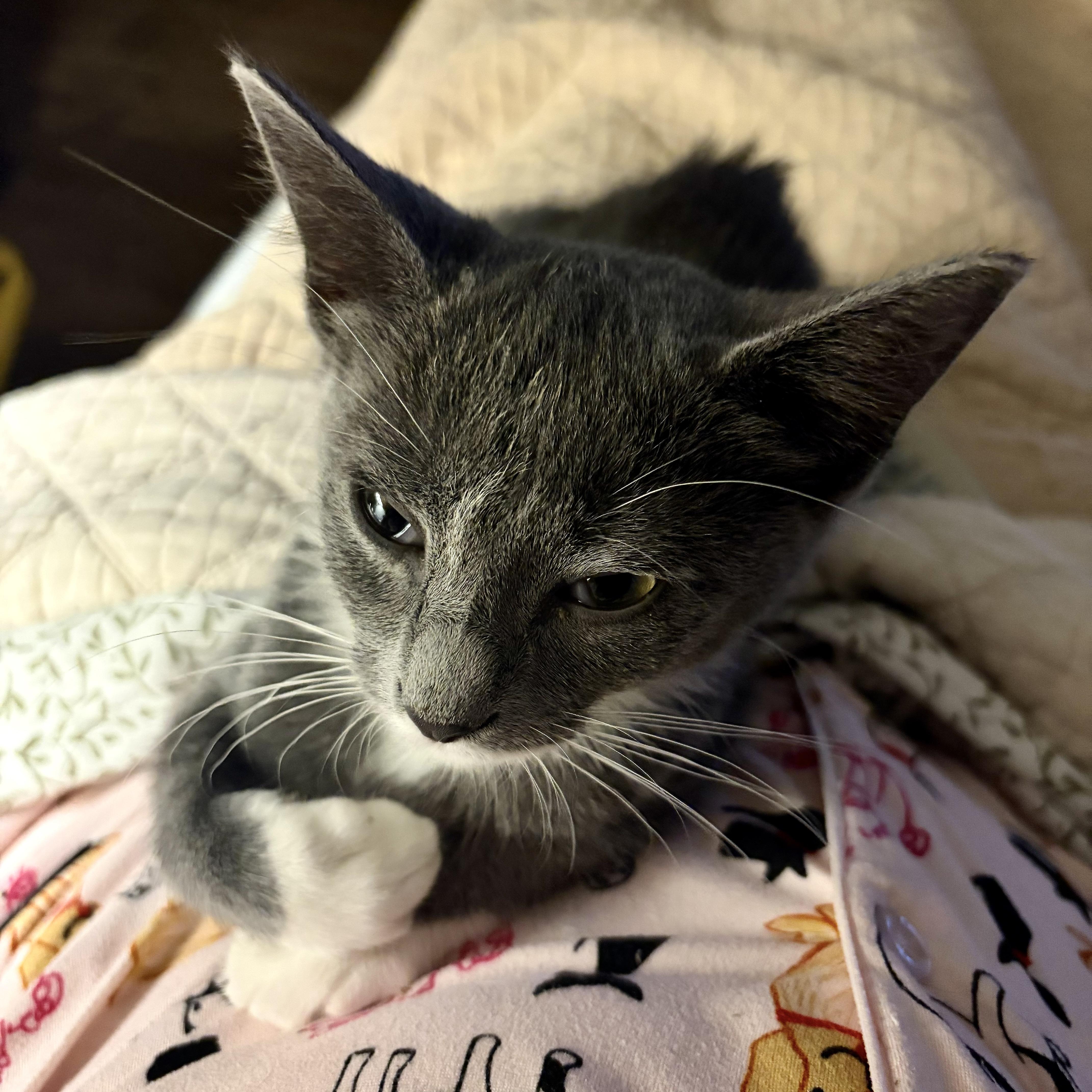 Enlarge Tia, a Adopted mixed breed in Bothell, WA image 5/6