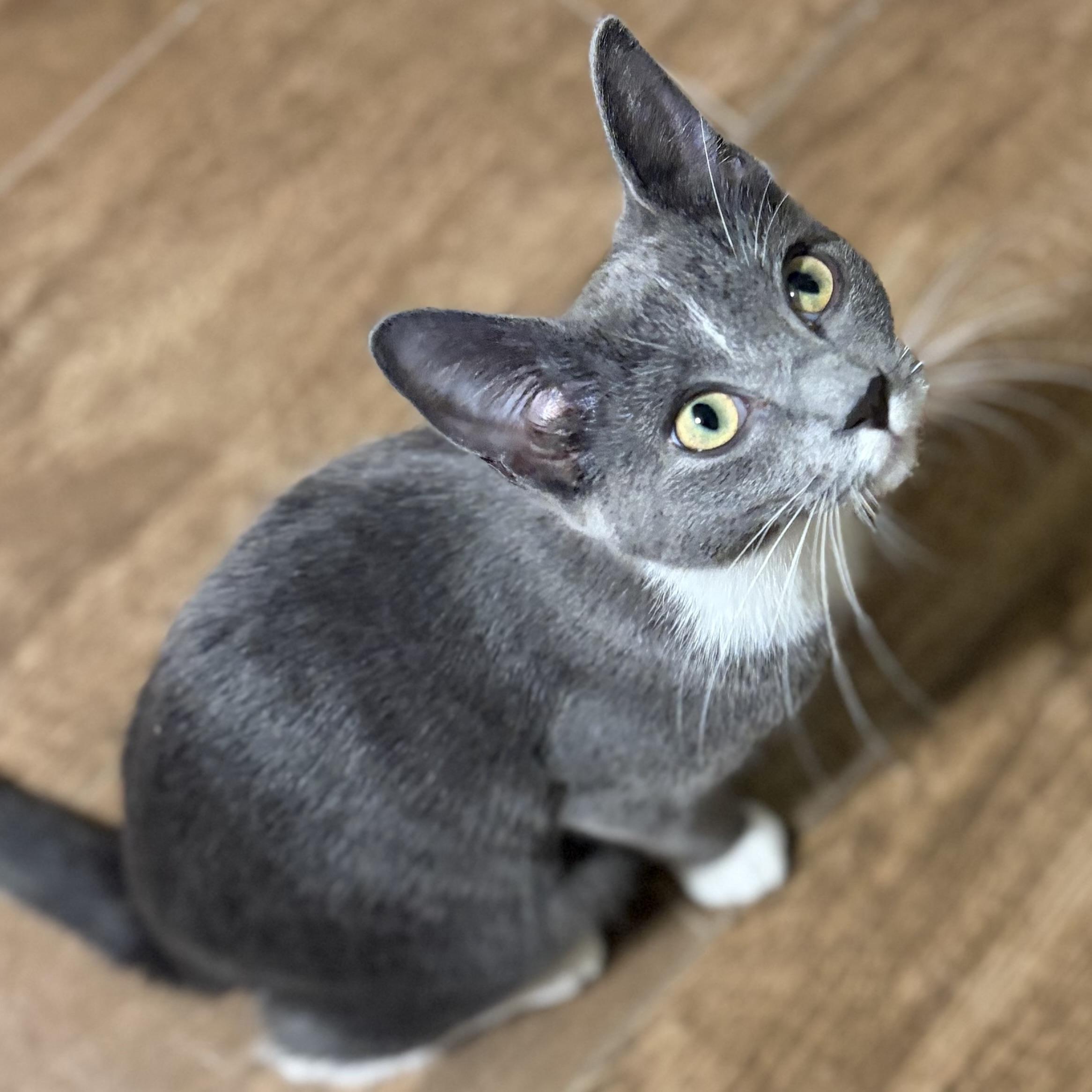 Enlarge Tia, a Adopted mixed breed in Bothell, WA image 1/6