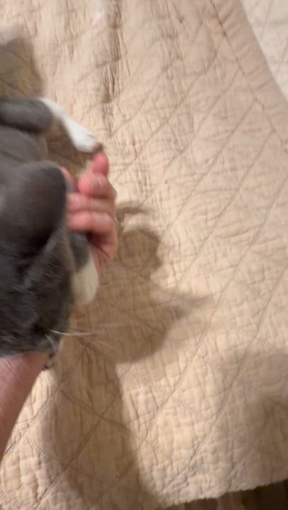 Enlarge Tia, a Adopted mixed breed in Bothell, WA video 6/6