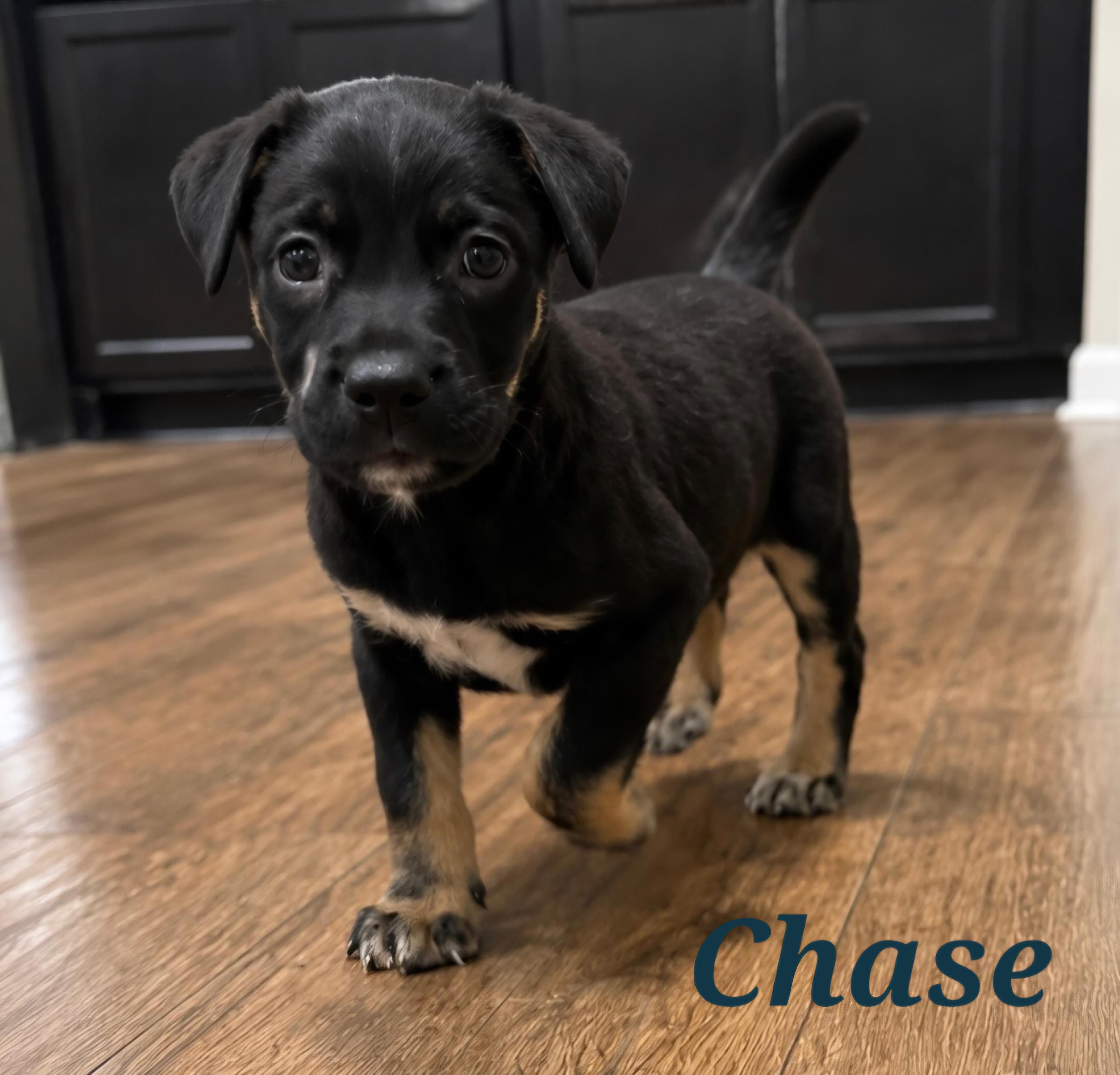 Enlarge Chase, a Adoptable mixed breed in Mount Pleasant, NC image 1/1