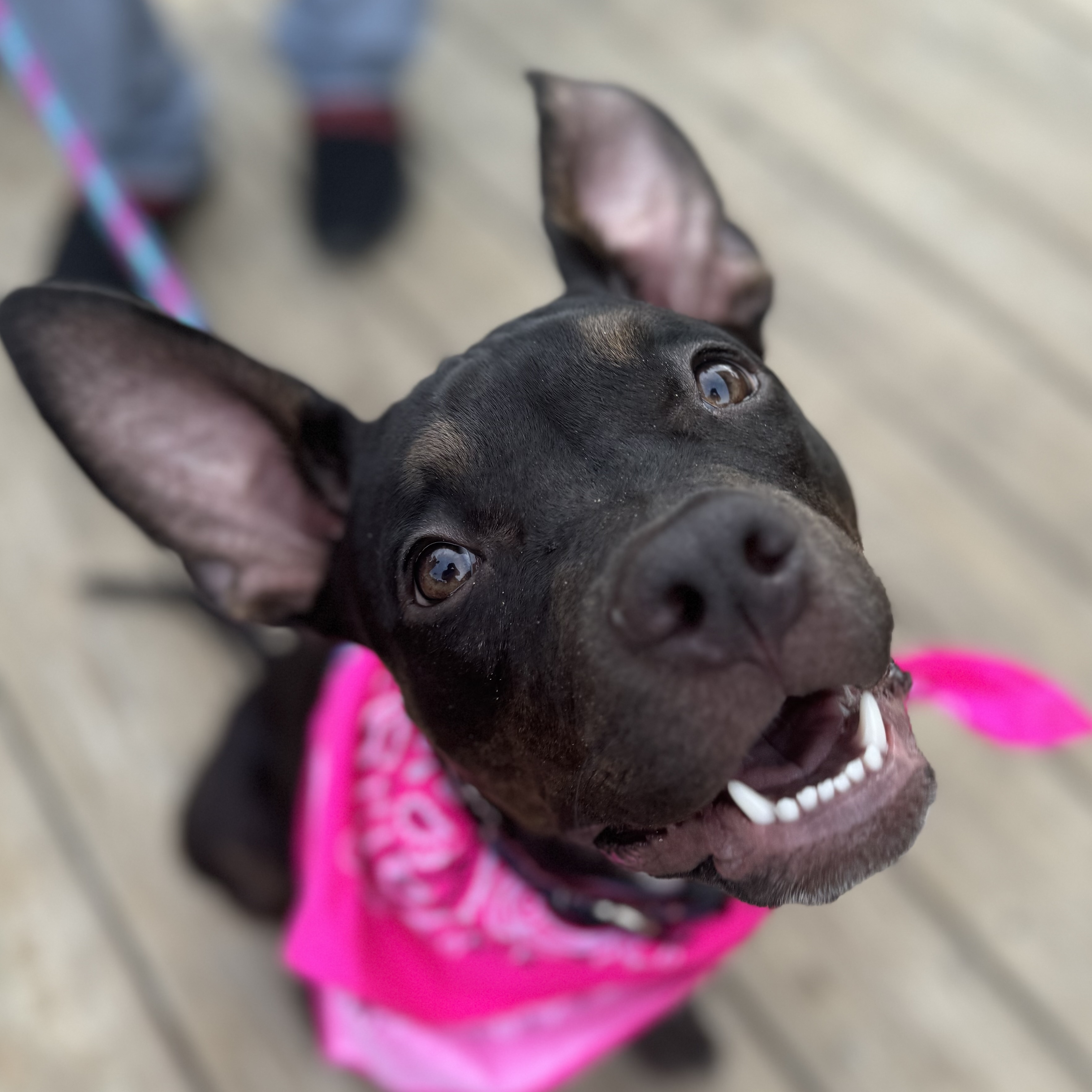 Matilda, a Adoptable mixed breed in Kansas City, MO image 1/6