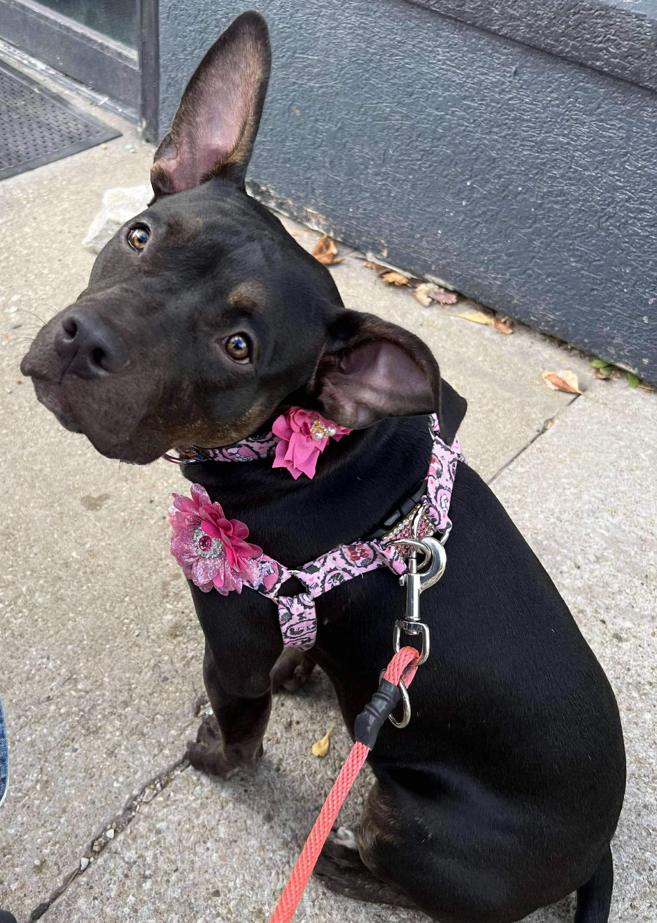 Matilda, a Adoptable mixed breed in Kansas City, MO image 3/6