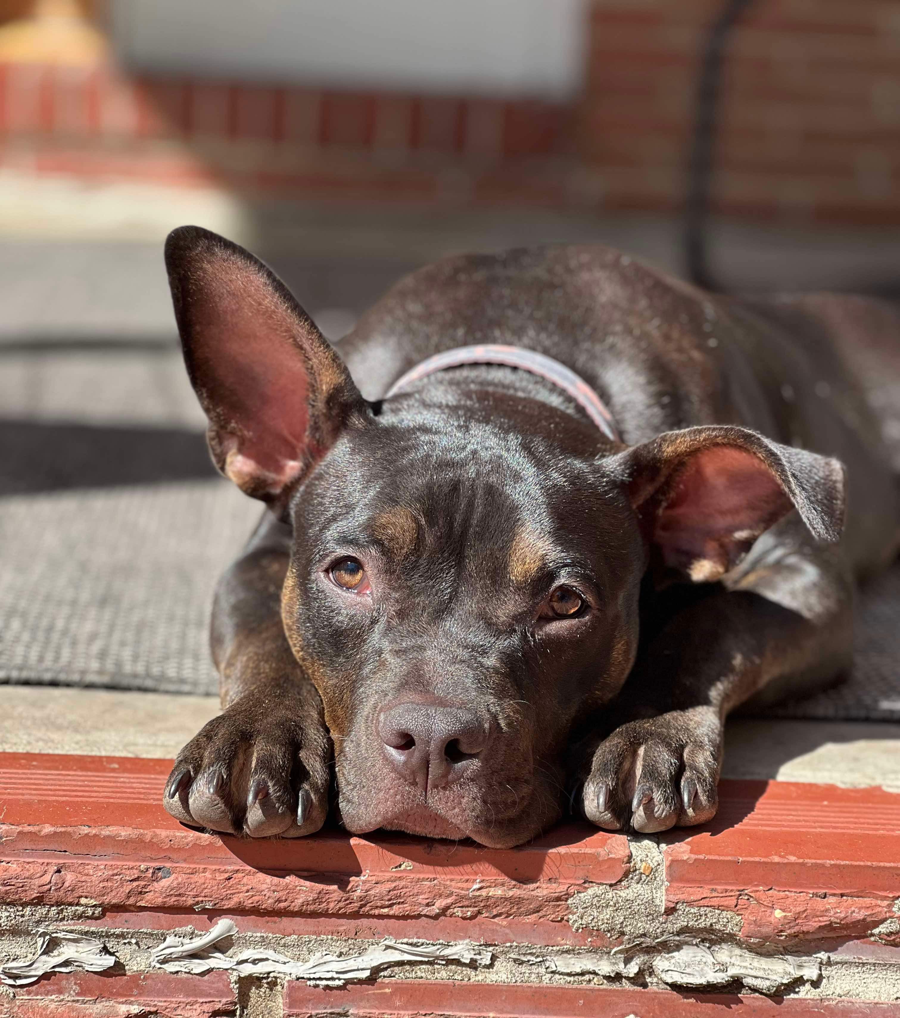 Matilda, a Adoptable mixed breed in Kansas City, MO image 2/6
