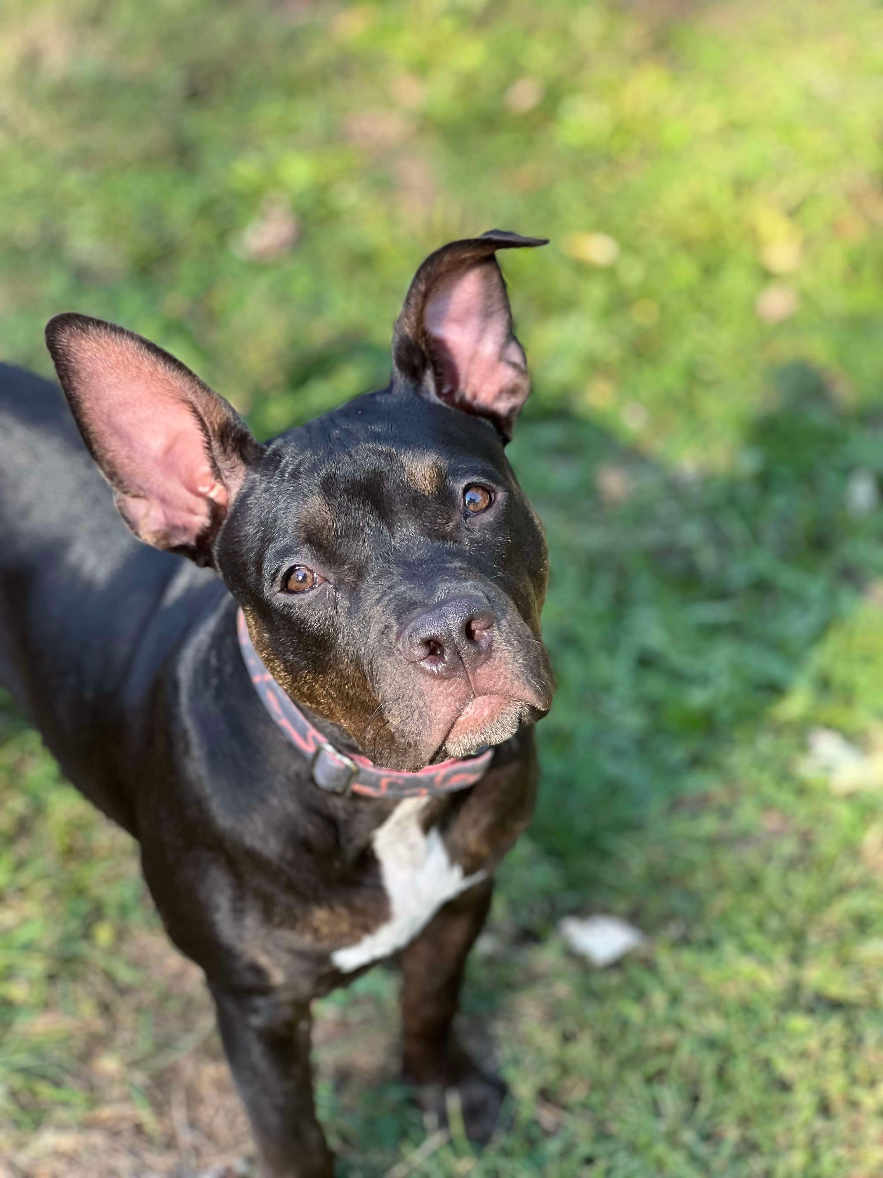 Matilda, a Adoptable mixed breed in Kansas City, MO image 4/6