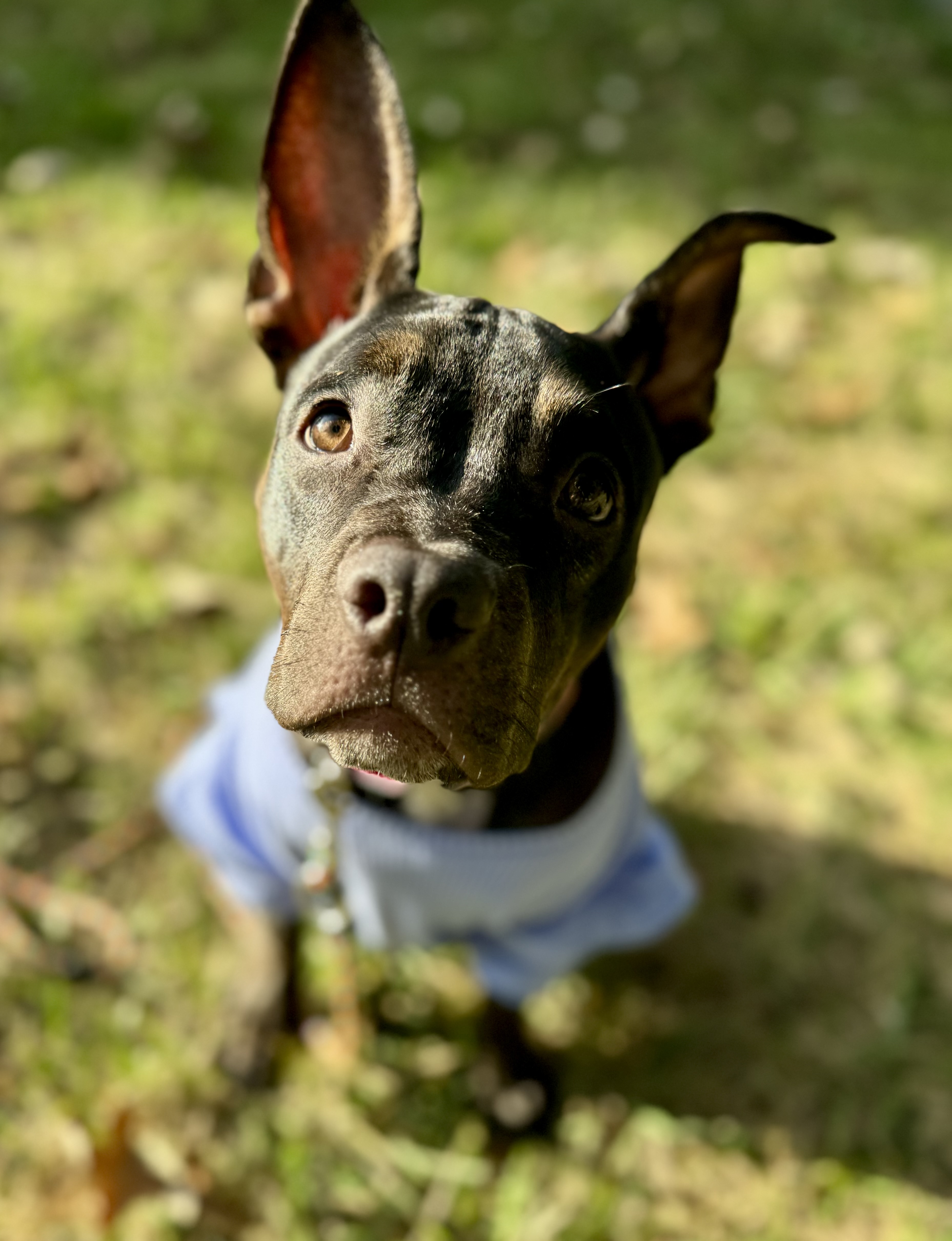 Matilda, a Adoptable mixed breed in Kansas City, MO image 6/6