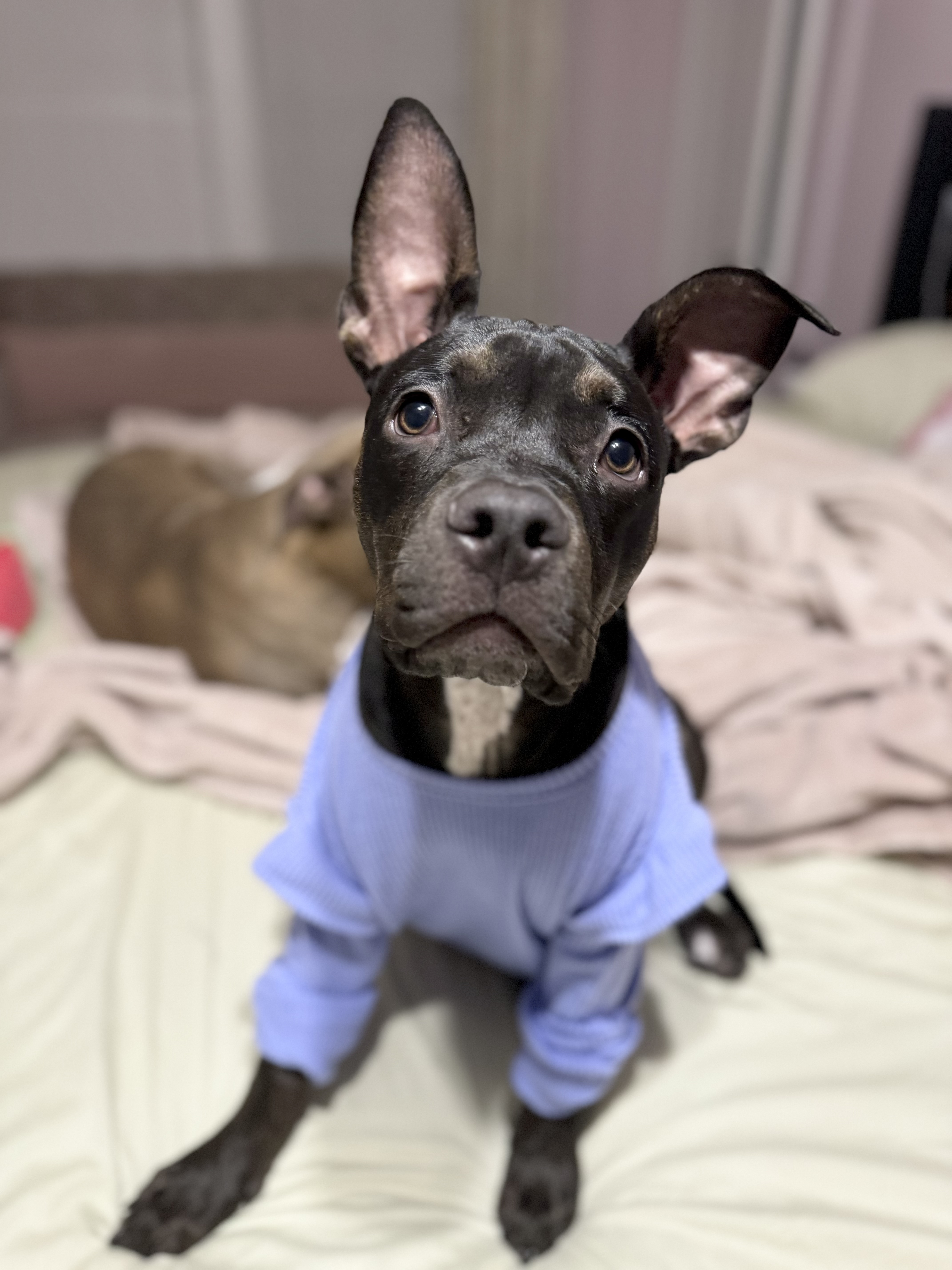 Matilda, a Adoptable mixed breed in Kansas City, MO image 5/6