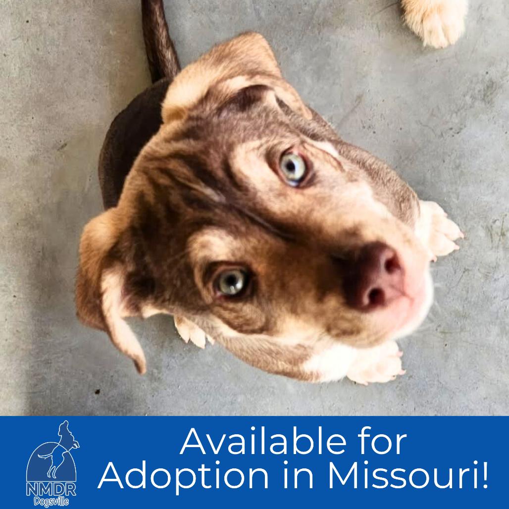 Buffalo  Missouri thumbnail 3