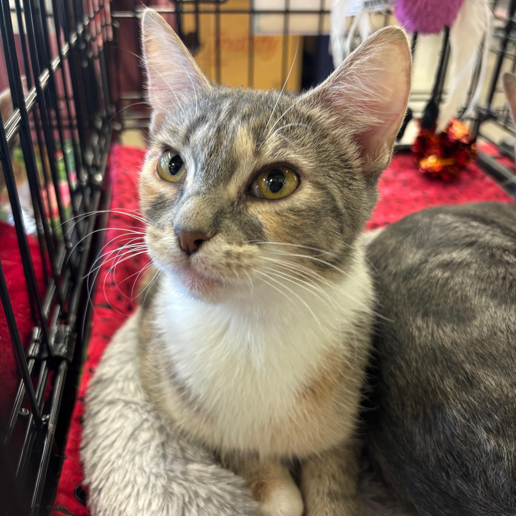 Missy, Adoptable, Young Female Domestic Short Hair.