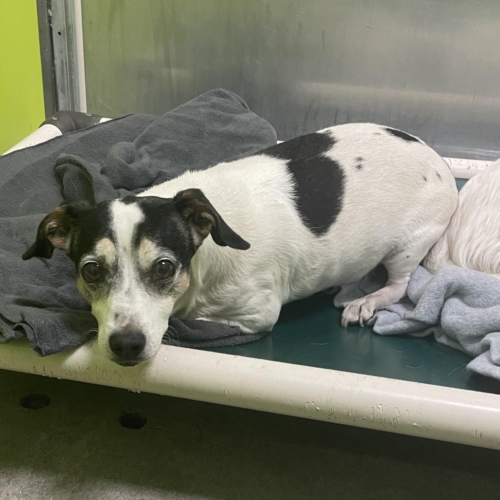 Enlarge Pongo, a Adoptable mixed breed in Spokane, WA image 1/1