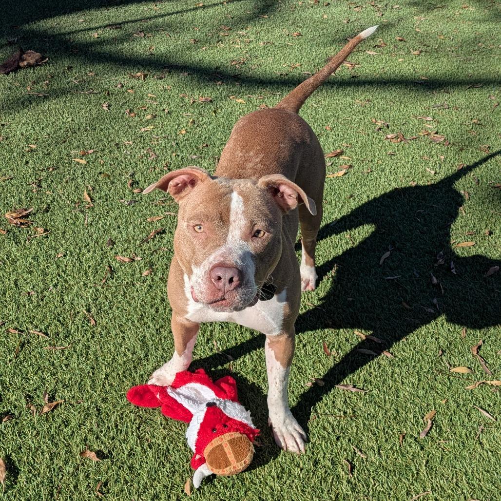 Enlarge Ginger, a Adoptable Pit Bull Terrier in Buellton, CA image 4/6