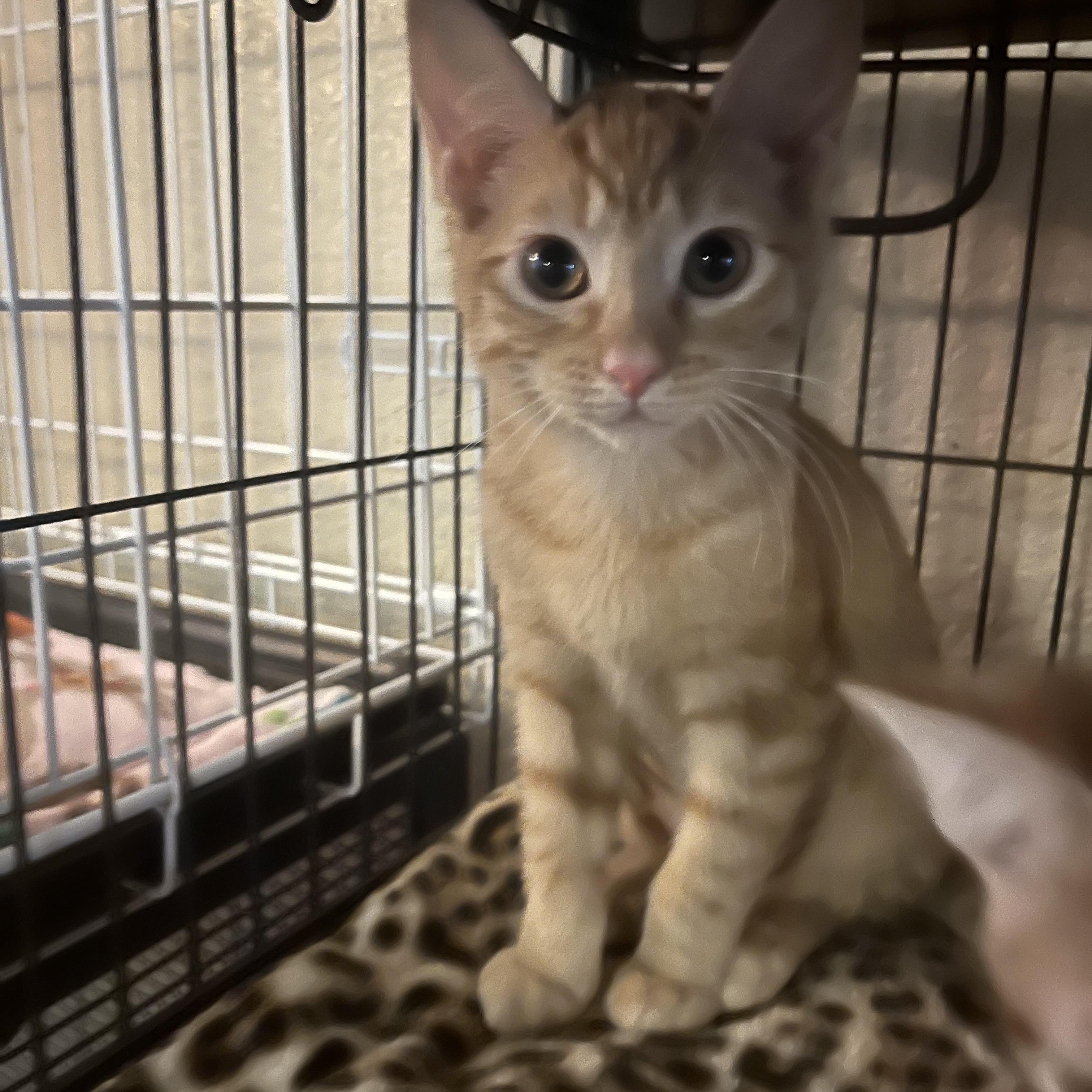 Abby M., ADOPTABLE, Young Female Tabby.