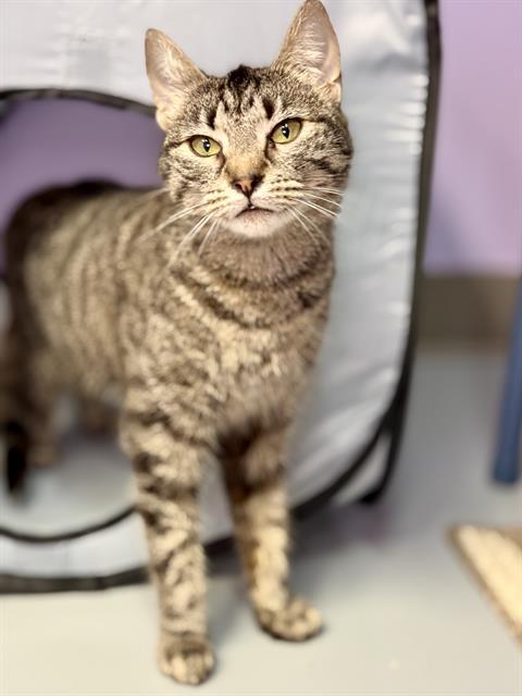 KUVIRA, Adoptable, Young Female Domestic Short Hair.