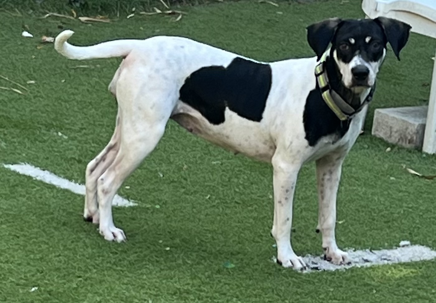 Pepper, a Adoptable Bluetick Coonhound in Fort Myers, FL image 2/6