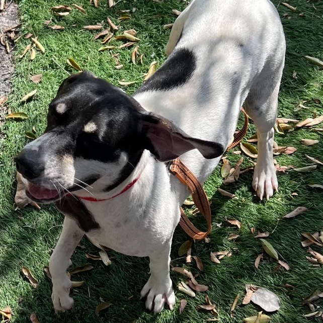 Pepper, a Adoptable Bluetick Coonhound in Fort Myers, FL image 3/6