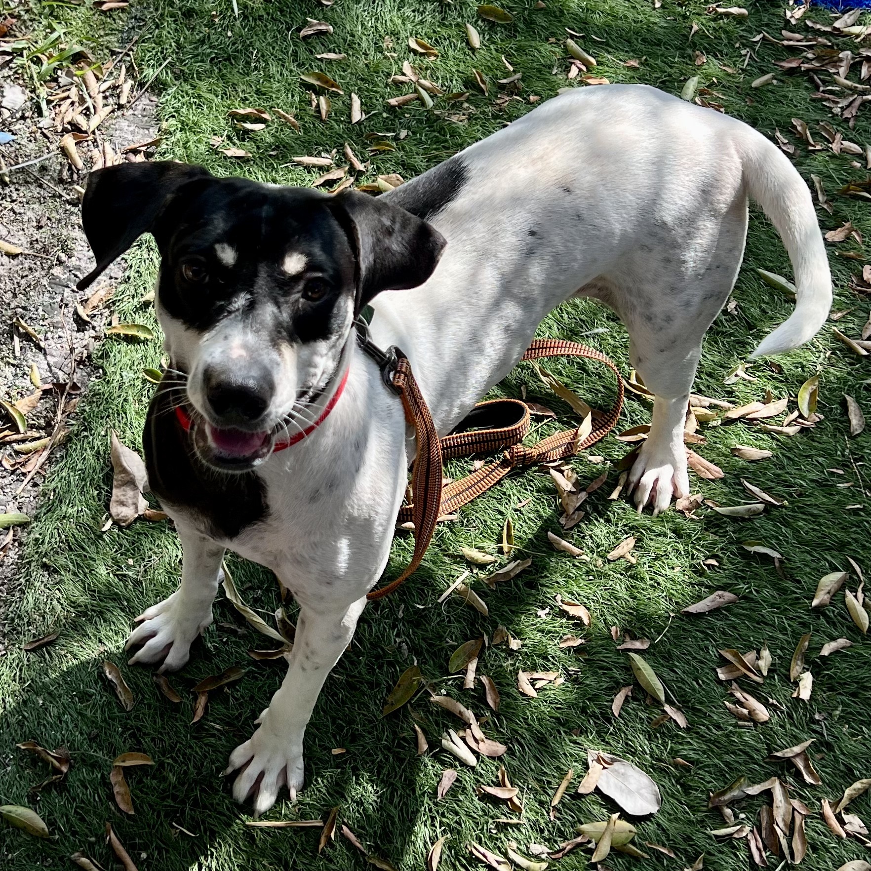 Pepper, a Adoptable Bluetick Coonhound in Fort Myers, FL image 4/6