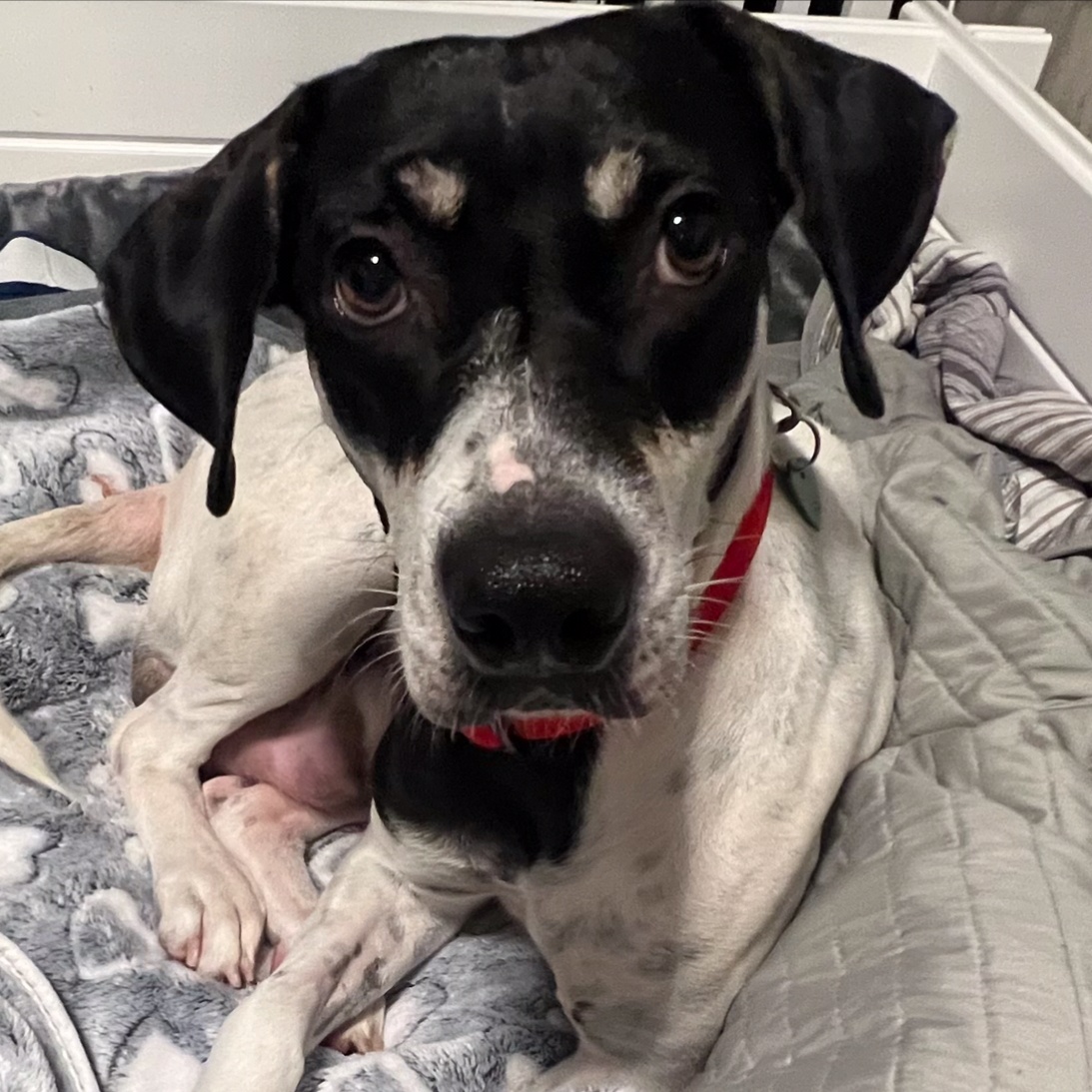 Pepper, a Adoptable Bluetick Coonhound in Fort Myers, FL image 1/6