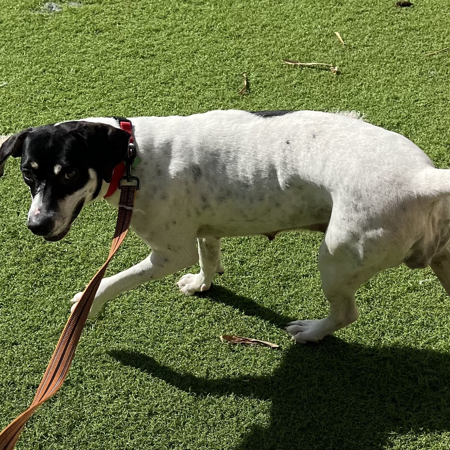 Pepper, a Adoptable Bluetick Coonhound in Fort Myers, FL image 5/6