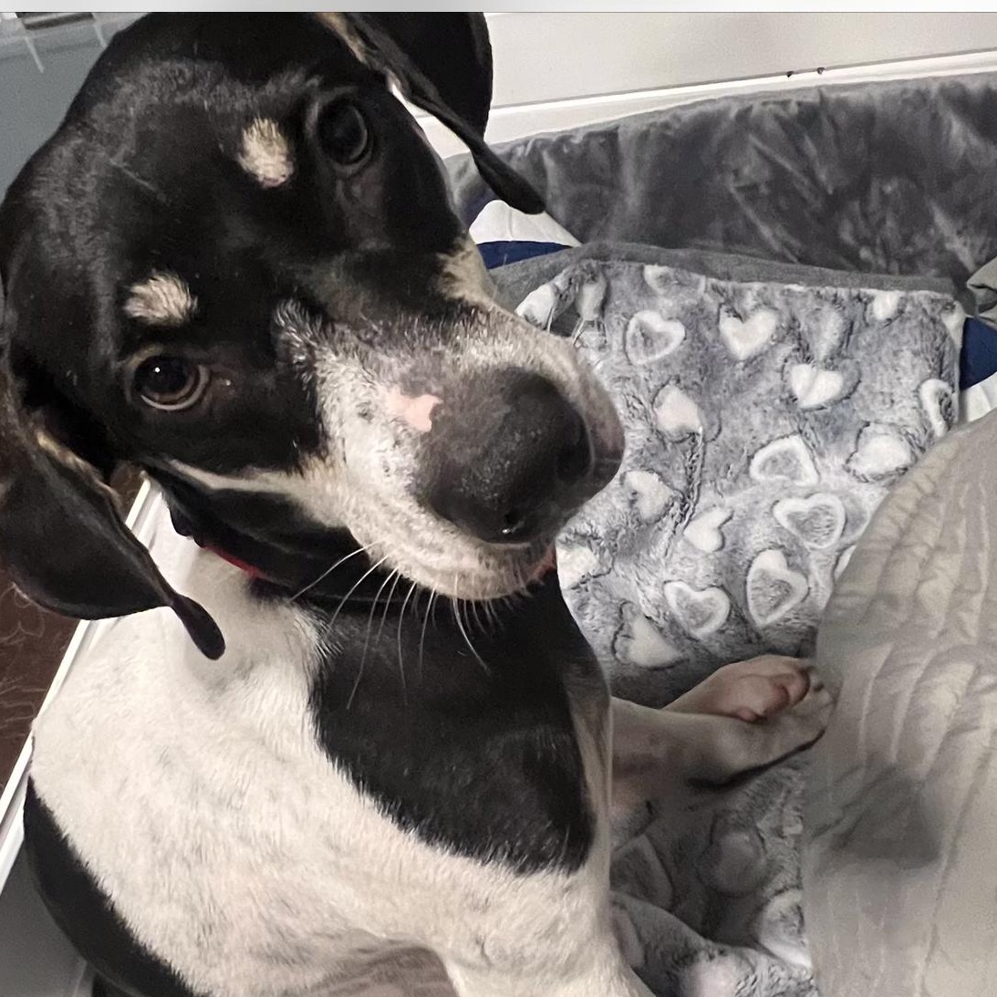 Pepper, a Adoptable Bluetick Coonhound in Fort Myers, FL image 6/6