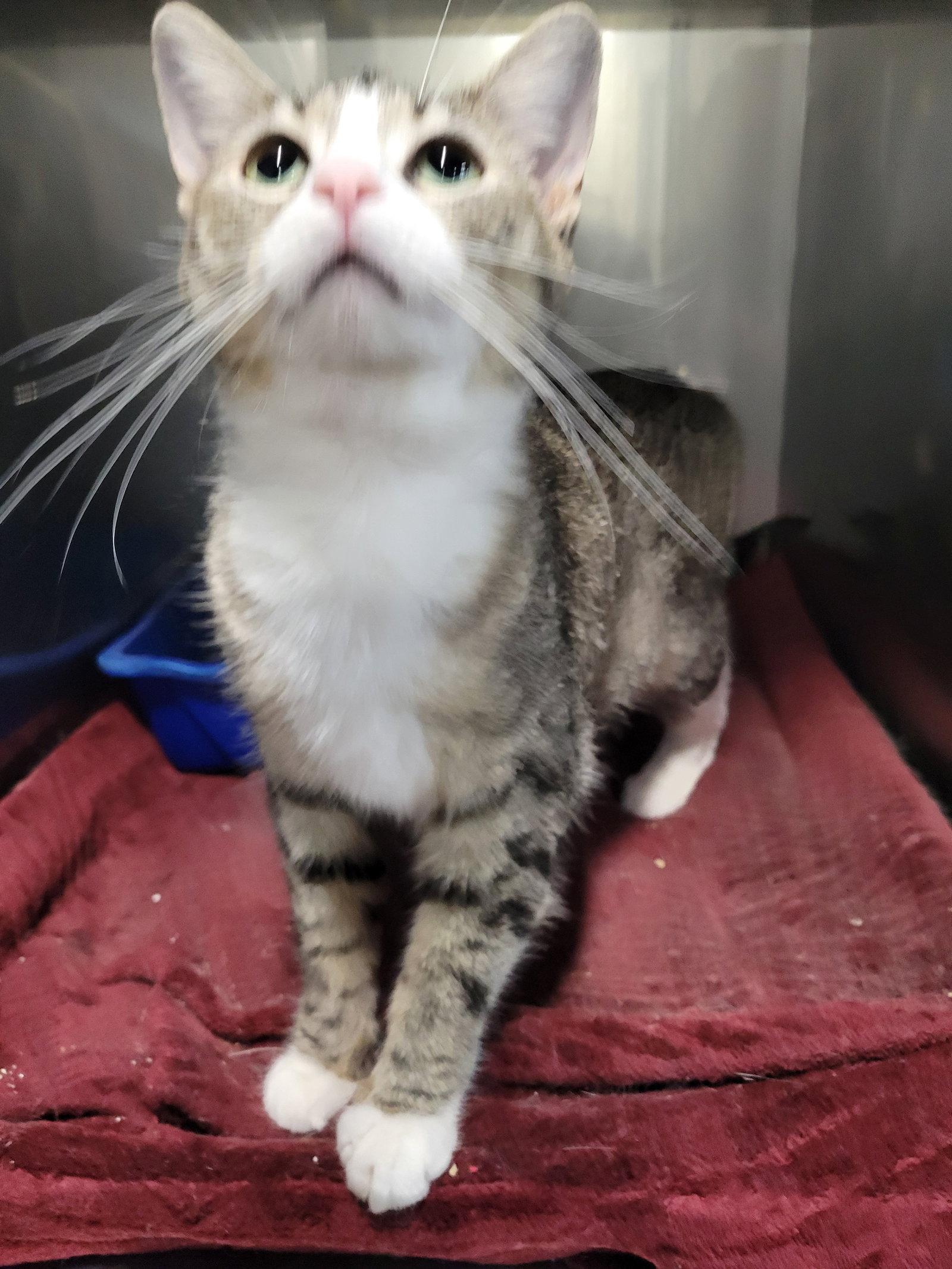 Enlarge Tundra *Special needs*, a Adoptable Tabby in Cuyahoga Falls, OH image 1/3