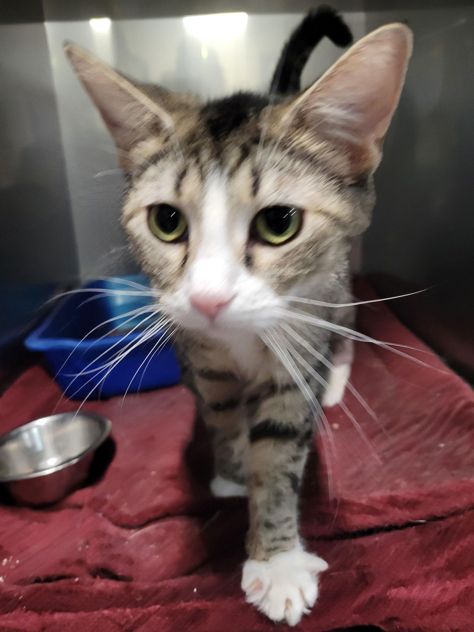 Tundra *Special needs*, Adoptable, Adult Female Tabby.