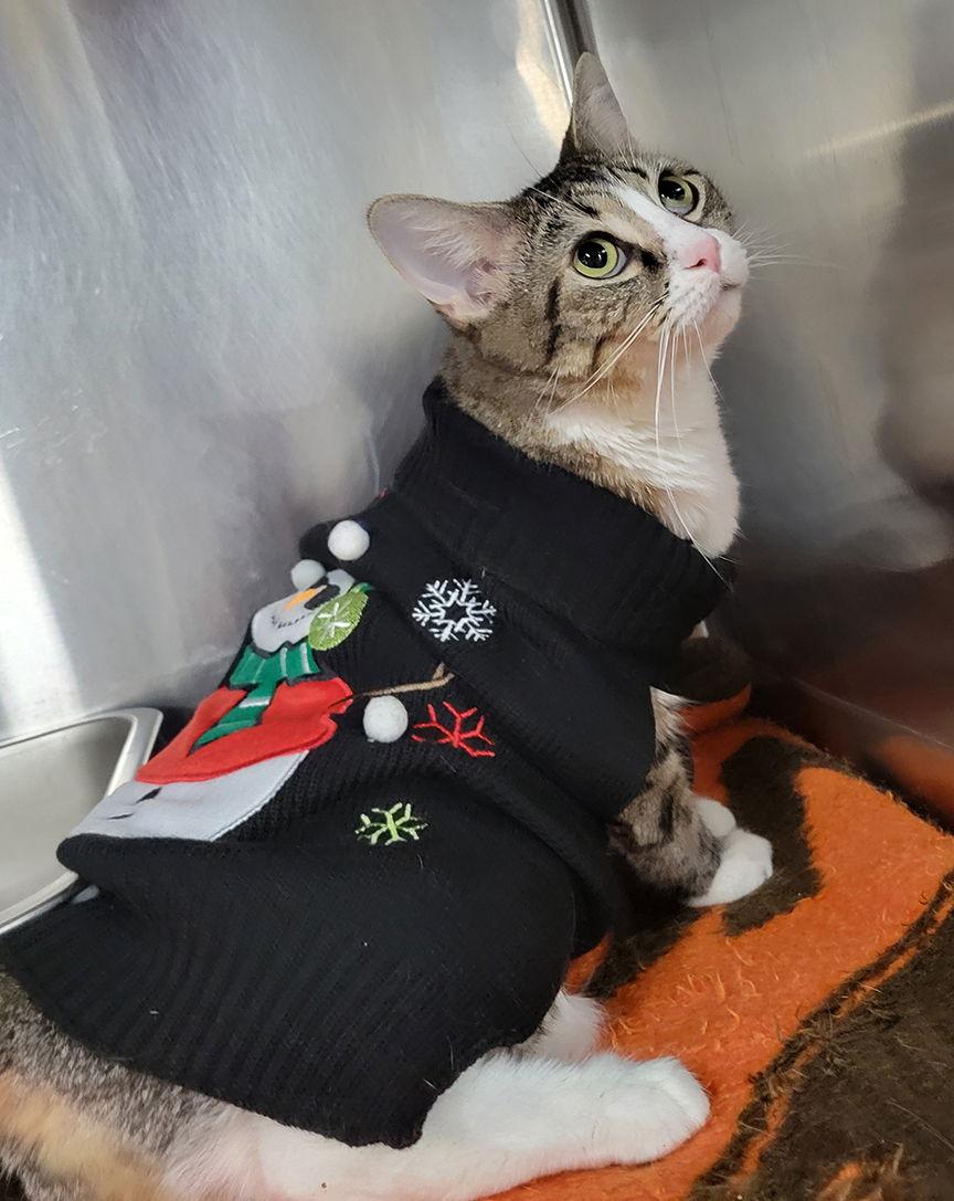 Enlarge Tundra *Special needs*, a Adoptable Tabby in Cuyahoga Falls, OH image 1/3