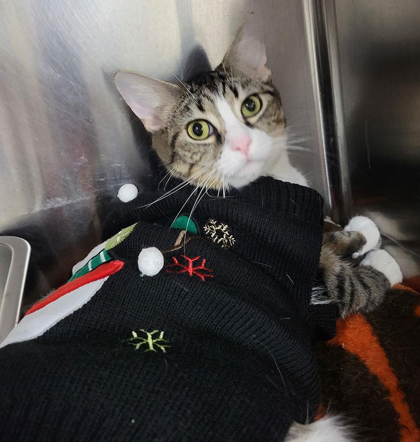 Enlarge Tundra *Special needs*, a Adoptable Tabby in Cuyahoga Falls, OH image 2/3