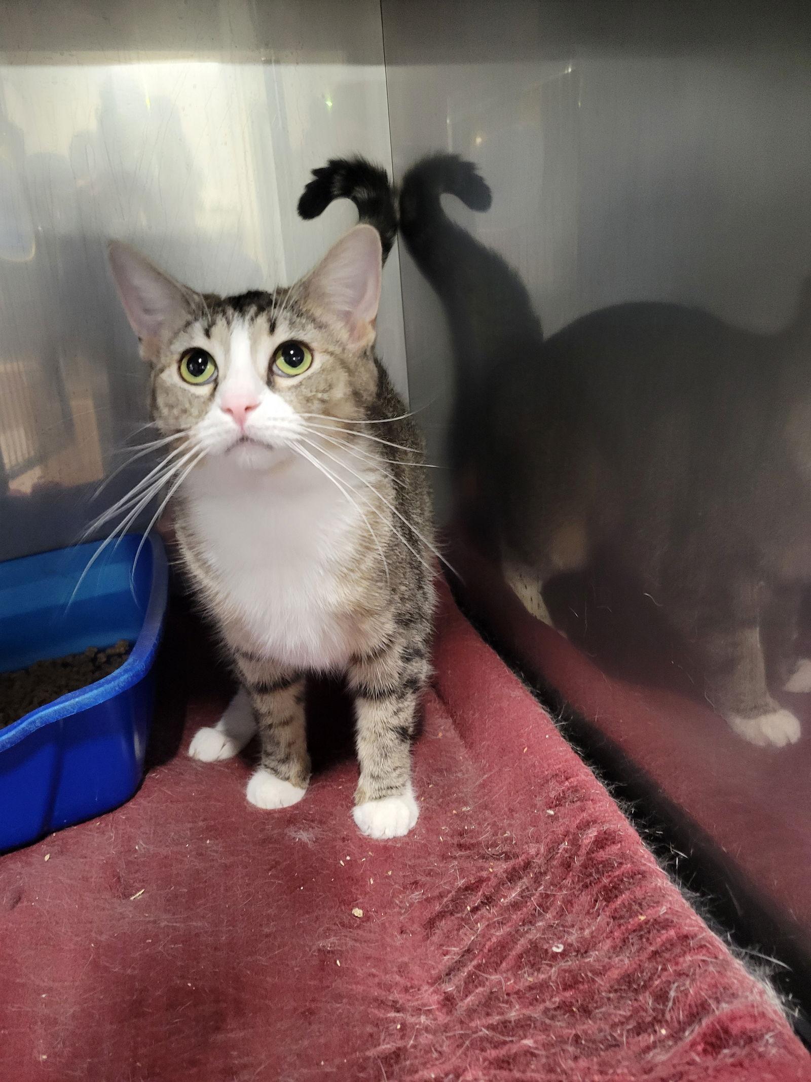 Enlarge Tundra *Special needs*, a Adoptable Tabby in Cuyahoga Falls, OH image 3/3