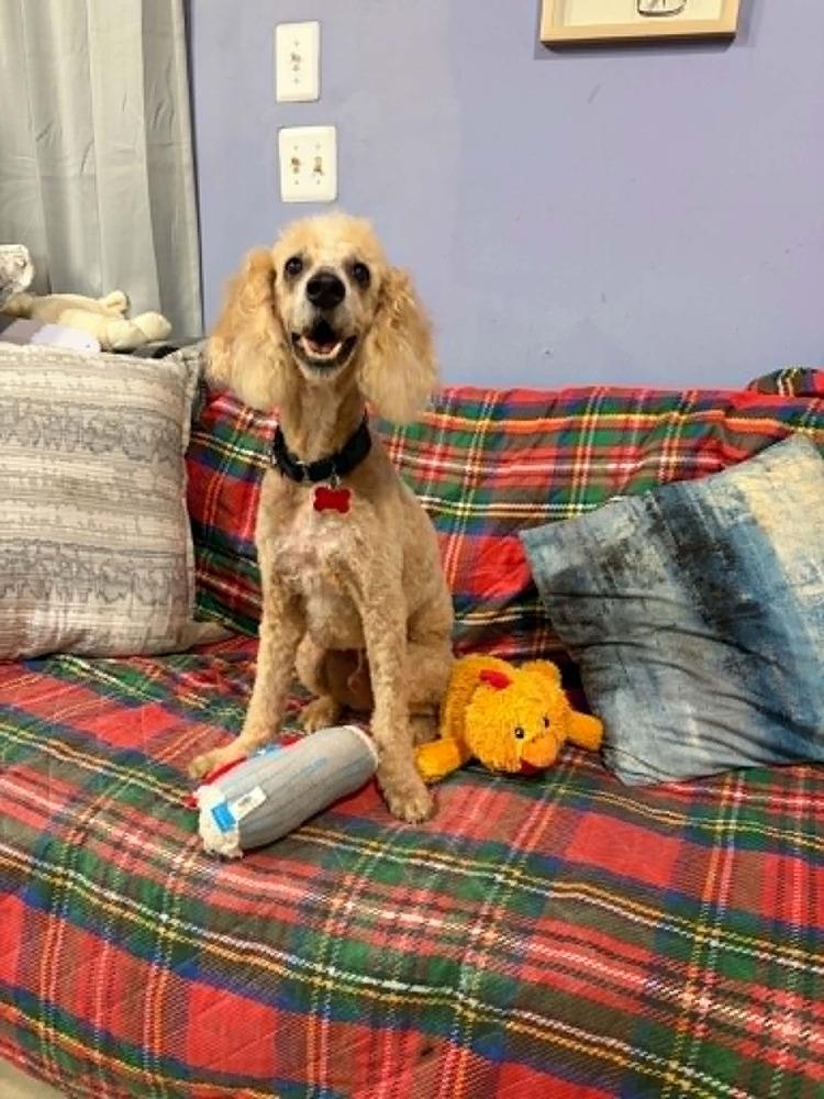 Tango, Adoptable, Senior Male Poodle & Cocker Spaniel.