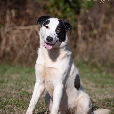 Olaf, Adoptable, Young Male Border Collie & Australian Shepherd.