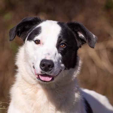 Enlarge Olaf, a Adoptable mixed breed in Henderson, KY image 2/5