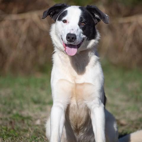 Enlarge Olaf, a Adoptable mixed breed in Henderson, KY image 3/5