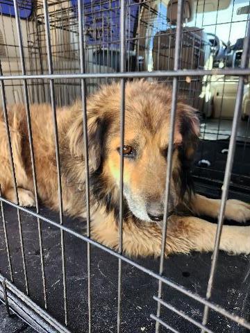 Enlarge Leo, a Adoptable Mixed Breed in Page, AZ image 2/2