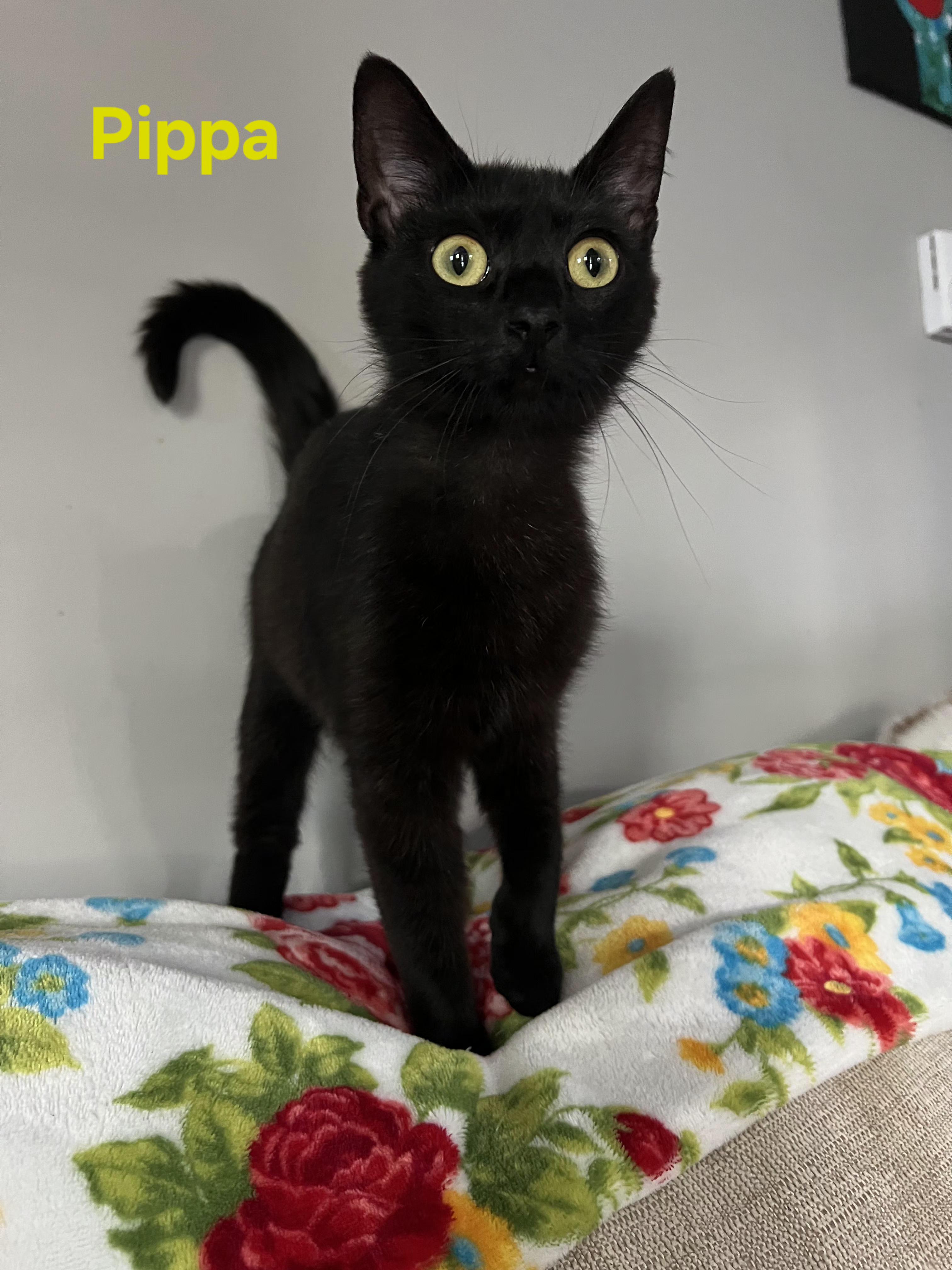 Enlarge Pippa, an adopted Domestic Short Hair in Brighton, MI image 2/4