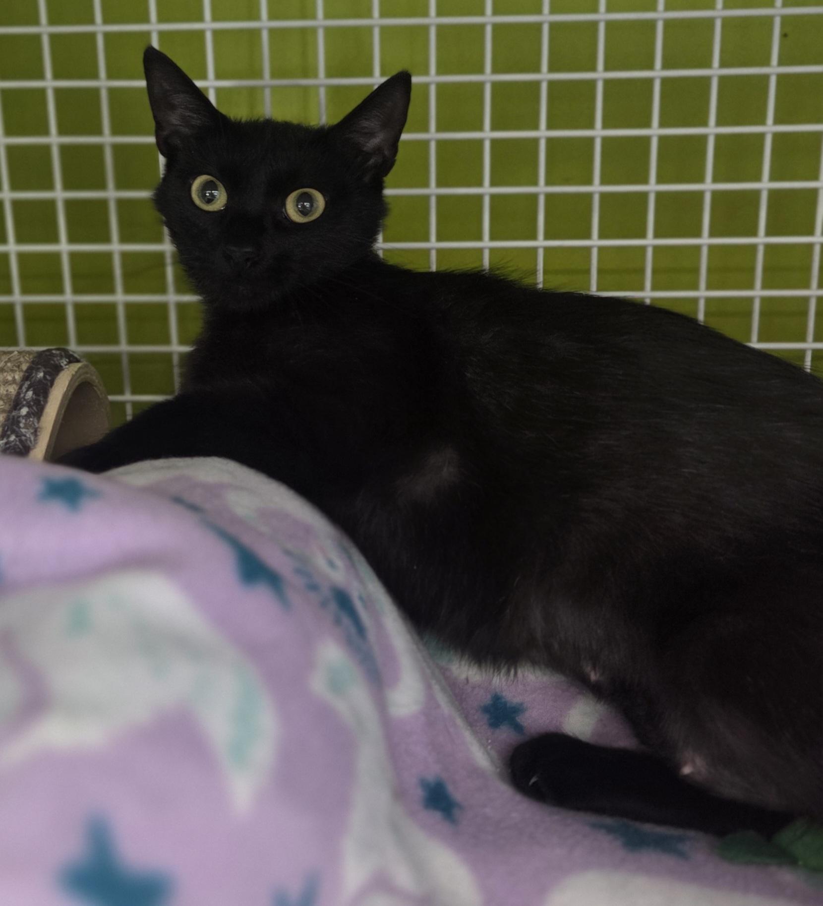 Enlarge Pippa, an adopted Domestic Short Hair in Brighton, MI image 4/4