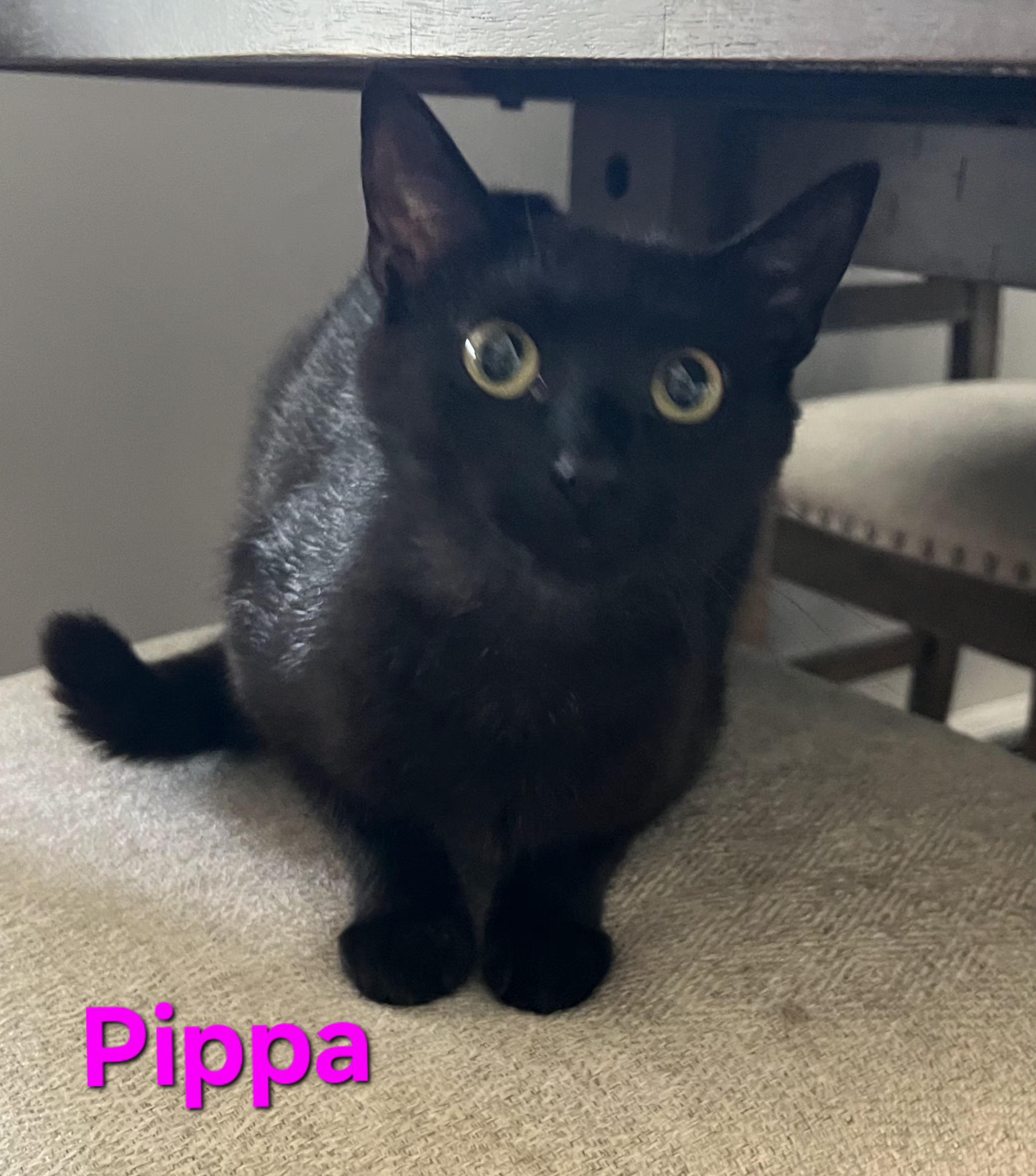 Enlarge Pippa, an adopted Domestic Short Hair in Brighton, MI image 3/4