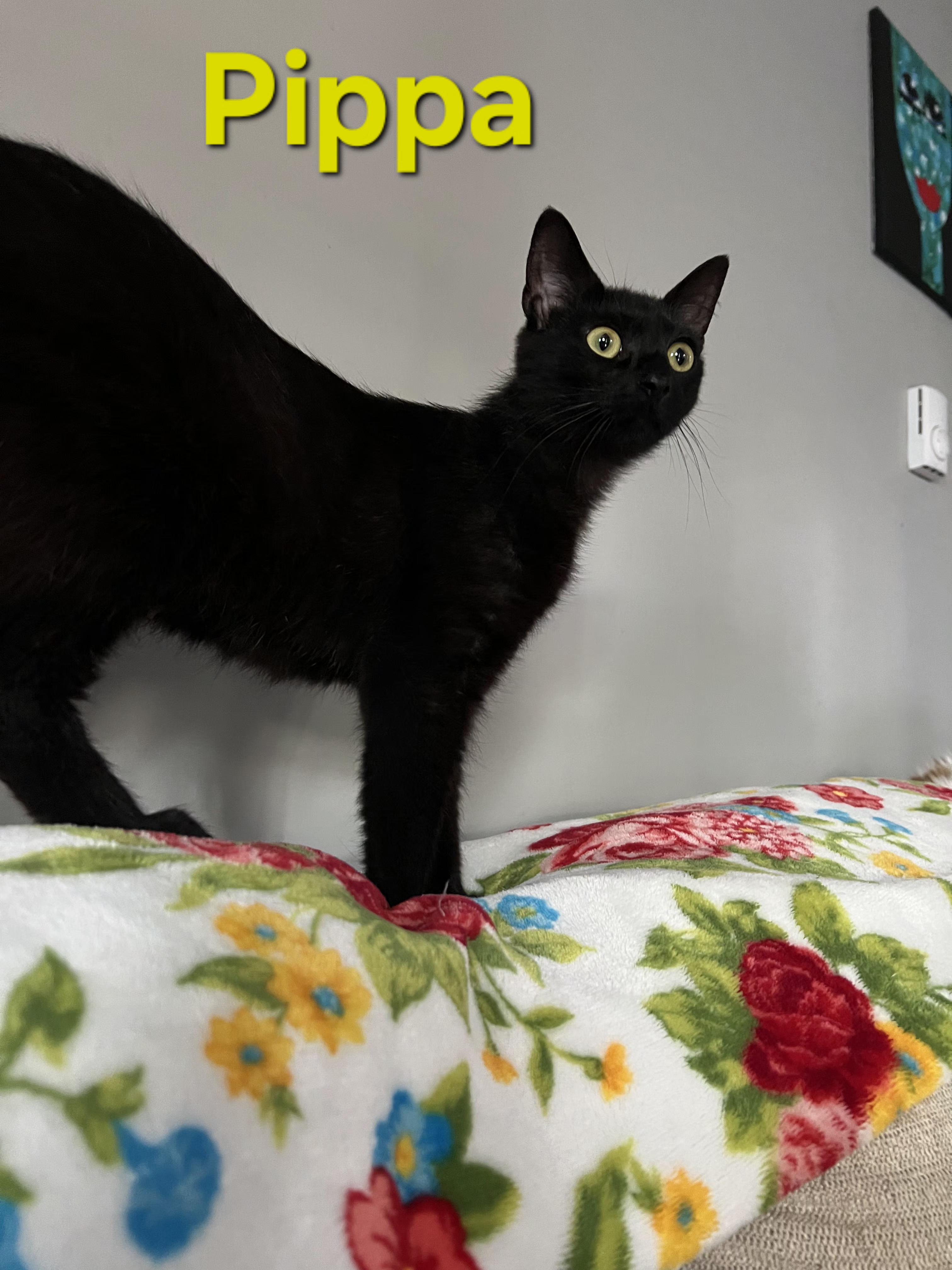 Pippa, adopted, Kitten Female Domestic Short Hair.